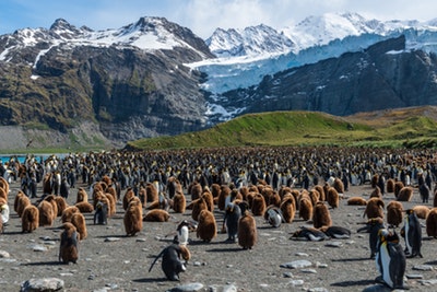 King penguin chicks Antarctica