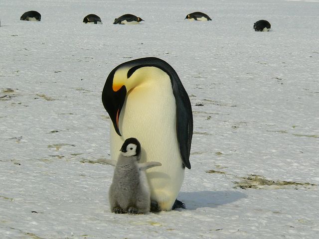 Emperor penguin Antarctica