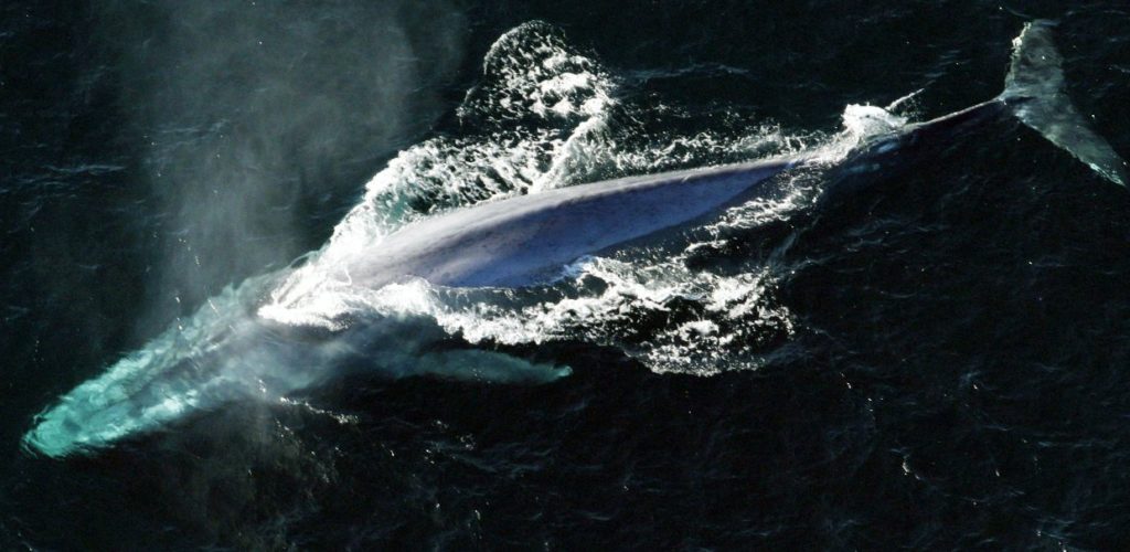 Blue whale photo from Discover Antarctica