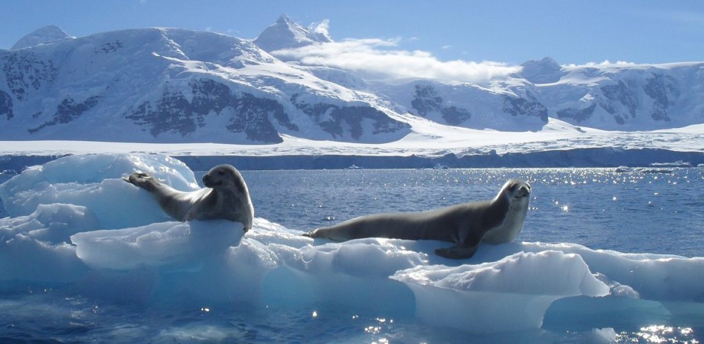 Crabeater seals in Antarctica
